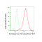 KD-Validated FOXO4 Rabbit mAb (20 μl)