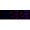 KD-Validated FOXO4 Rabbit mAb (20 μl)