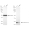 KD-Validated FOXO4 Rabbit mAb (20 μl)