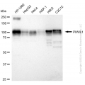 KD-Validated PIWIL1 Rabbit mAb (20 μl)