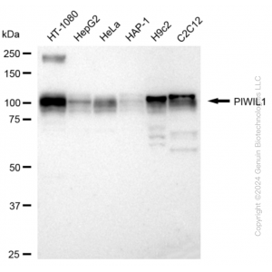 KD-Validated PIWIL1 Rabbit mAb (20 μl)
