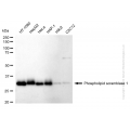 KD-Validated PLSCR1 Rabbit mAb (20 μl)