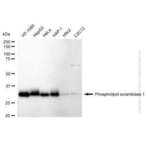 KD-Validated PLSCR1 Rabbit mAb (20 μl)