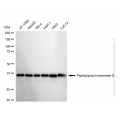KD-Validated PPID Rabbit mAb (20 μl)