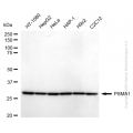 KD-Validated PSMA1 Rabbit mAb (20 μl)