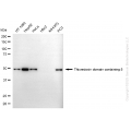 KD-Validated USP39 Rabbit mAb (20 μl)