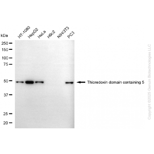 KD-Validated USP39 Rabbit mAb (20 μl)