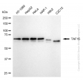 KD-Validated TAF15 Rabbit mAb (20 μl)
