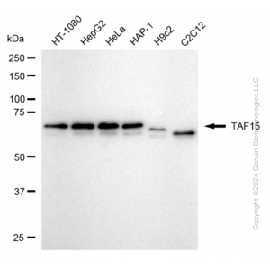 KD-Validated TAF15 Rabbit mAb (20 μl)