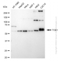 KD-Validated TOE1 Rabbit mAb (20 μl)