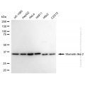 KD-Validated STOML2 Rabbit mAb (20 μl)