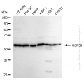 KD-Validated USP39 Rabbit mAb (20 μl)