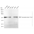 KD-Validated TCF7L1 Rabbit mAb (20 μl)