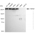KD-Validated TRPM7 Rabbit mAb (20 μl)