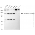 KD-Validated UBE4A Rabbit mAb (20 μl)
