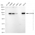 KD-Validated STAT5A Rabbit mAb (20 μl)