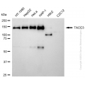 KD-Validated TACC3 Rabbit mAb (20 μl)