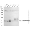 KD-Validated TNFAIP8 Rabbit mAb (20 μl)