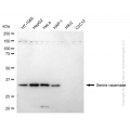 KD-Validated SRR Rabbit mAb (20 μl)