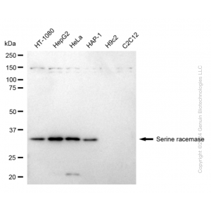 KD-Validated SRR Rabbit mAb (20 μl)