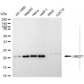 KD-Validated UBE2T Rabbit mAb (20 μl)