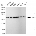 KD-Validated U2AF2 Rabbit mAb (20 μl)