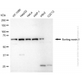 KD-Validated SNX1 Rabbit mAb (20 μl)