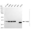 KD-Validated TIMM50 Rabbit mAb (20 μl)