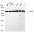 KD-Validated SMC3 Rabbit mAb (20 μl)