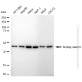 KD-Validated SNX5 Rabbit mAb (20 μl)