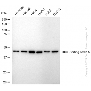 KD-Validated SNX5 Rabbit mAb (20 μl)