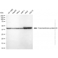 KD-Validated TMEM43 Rabbit mAb (20 μl)