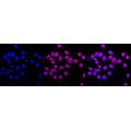 KD-Validated FTH1 Rabbit mAb (20 μl)
