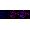 KD-Validated FTH1 Rabbit mAb (20 μl)