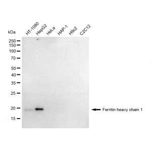KD-Validated FTH1 Rabbit mAb (20 μl)