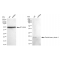KD-Validated FTH1 Rabbit mAb (20 μl)
