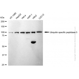 KD-Validated USP5 Rabbit mAb (20 μl)