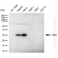 KD-Validated UNG Rabbit mAb (20 μl)
