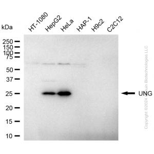 KD-Validated UNG Rabbit mAb (20 μl)
