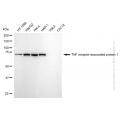 KD-Validated TRAP1 Rabbit mAb (20 μl)