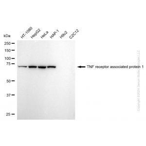 KD-Validated TRAP1 Rabbit mAb (20 μl)