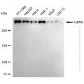 KD-Validated UBR5 Rabbit mAb (20 μl)