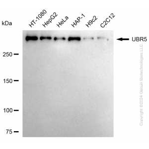 KD-Validated UBR5 Rabbit mAb (20 μl)