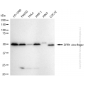 KD-Validated ZPR1 Rabbit mAb (20 μl)