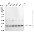 KD-Validated UBE2L3 Rabbit mAb (20 μl)