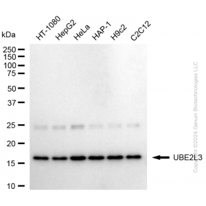 KD-Validated UBE2L3 Rabbit mAb (20 μl)