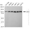 KD-Validated USO1 Rabbit mAb (20 μl)