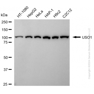 KD-Validated USO1 Rabbit mAb (20 μl)