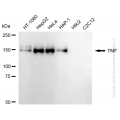KD-Validated TMF1 Rabbit mAb (20 μl)