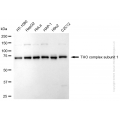 KD-Validated THOC1 Rabbit mAb (20 μl)
